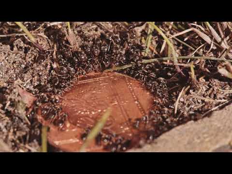 44010  Nippon Maurmiddel tube 25 g