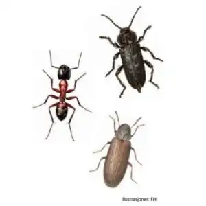 Stokkmaur, borebille, husbukk, mit, mått,